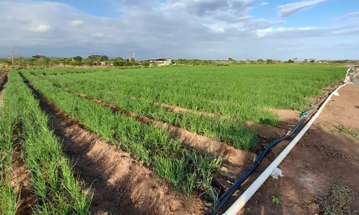 Growing Onions