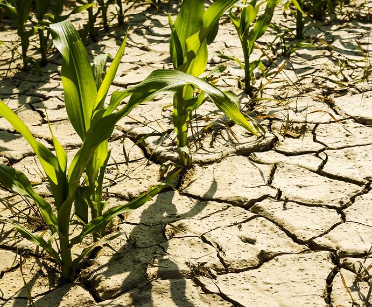 drought conditions on crops