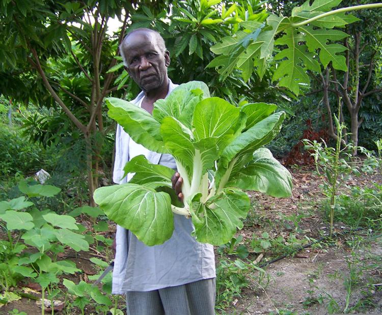 Backyard Gardening for Seniors: Elderly man holding cabbage