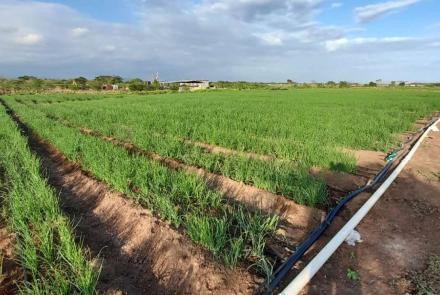 Growing Onions